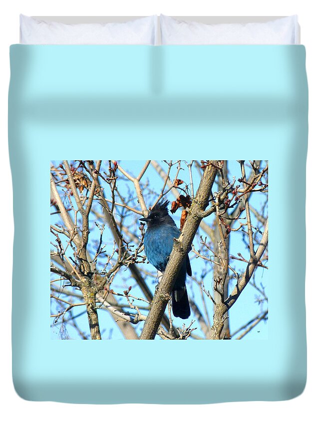 Steller's Jay In Winter Duvet Cover featuring the photograph Steller's Jay In Winter by Will Borden