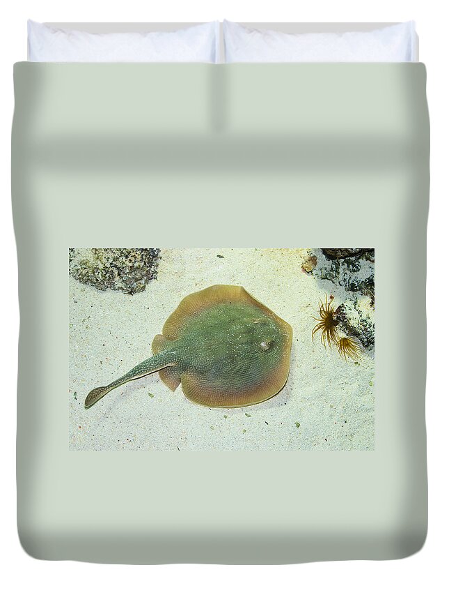 Stingray Duvet Cover featuring the photograph Stingray by Andreas Berthold