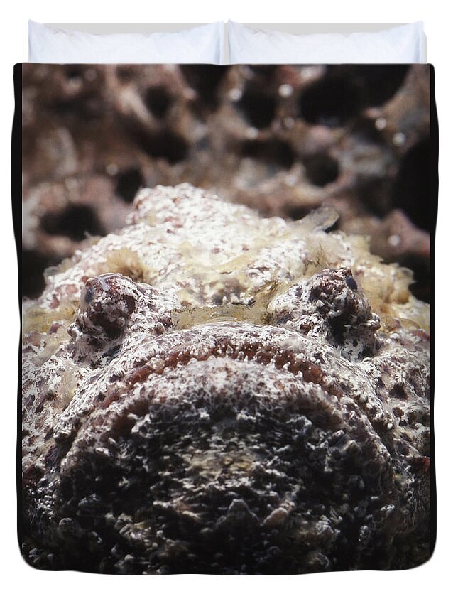 Reef Stonefish Duvet Cover featuring the photograph Stonefish by Tom McHugh