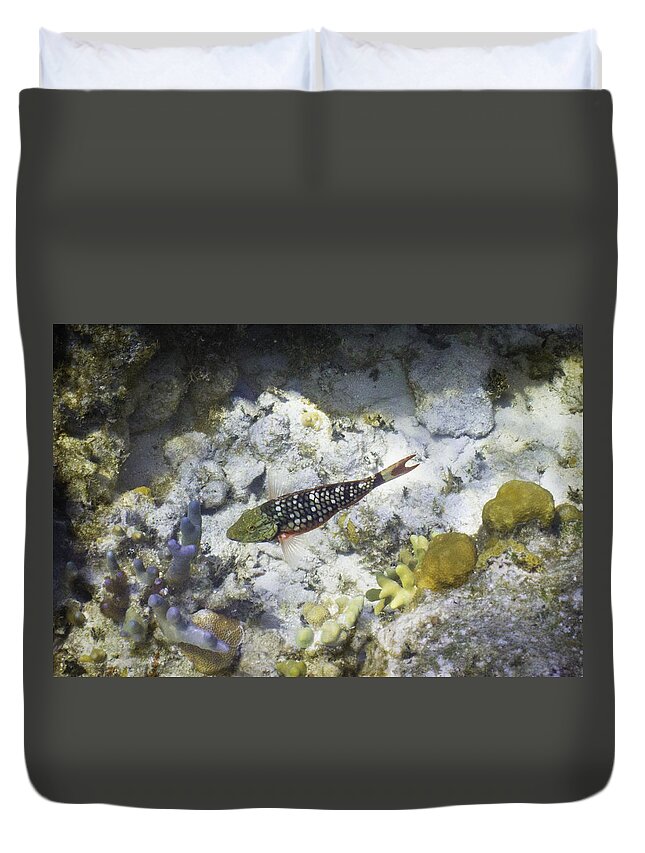 Fish Duvet Cover featuring the photograph Stop Look and Listen by Lynne Browne
