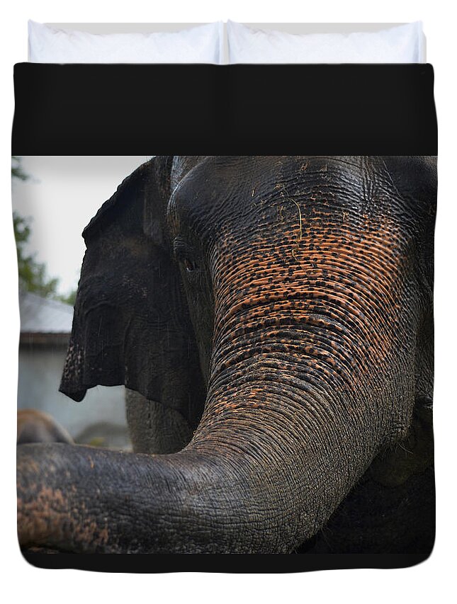 Elephant And Black Duvet Cover featuring the photograph Stretching Out by Maggy Marsh