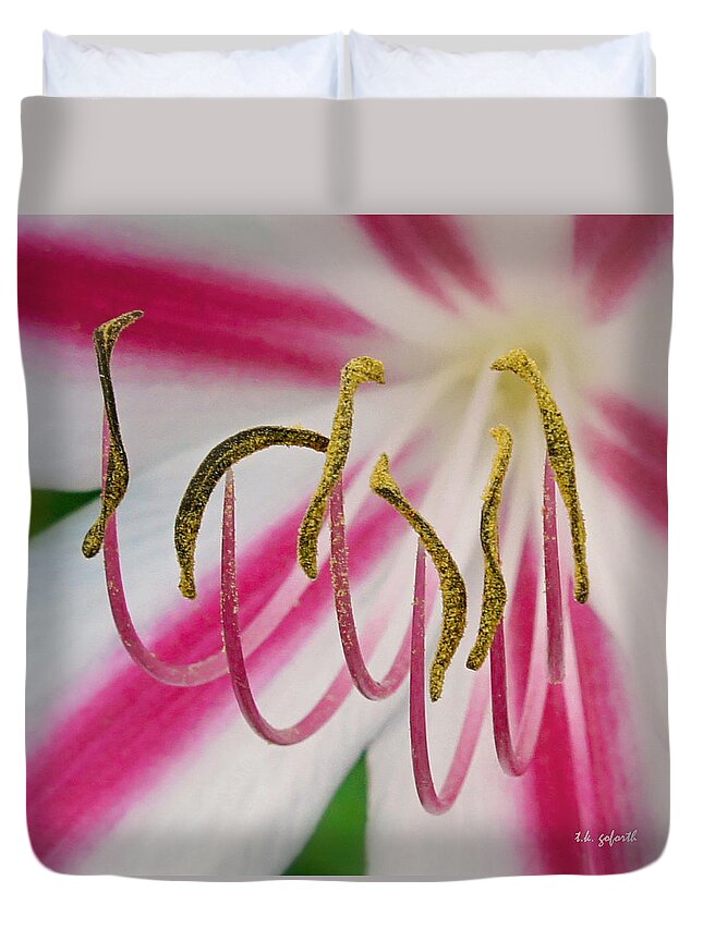 Crinium Lily Duvet Cover featuring the photograph Striped Crinium Squared by TK Goforth