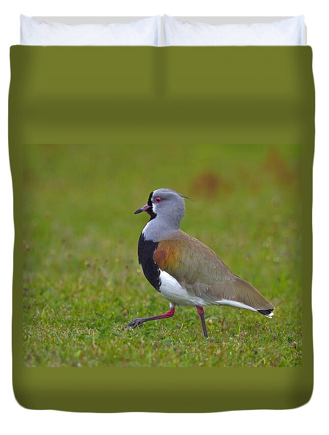 Lapwing Duvet Cover featuring the photograph Strutting Lapwing by Tony Beck