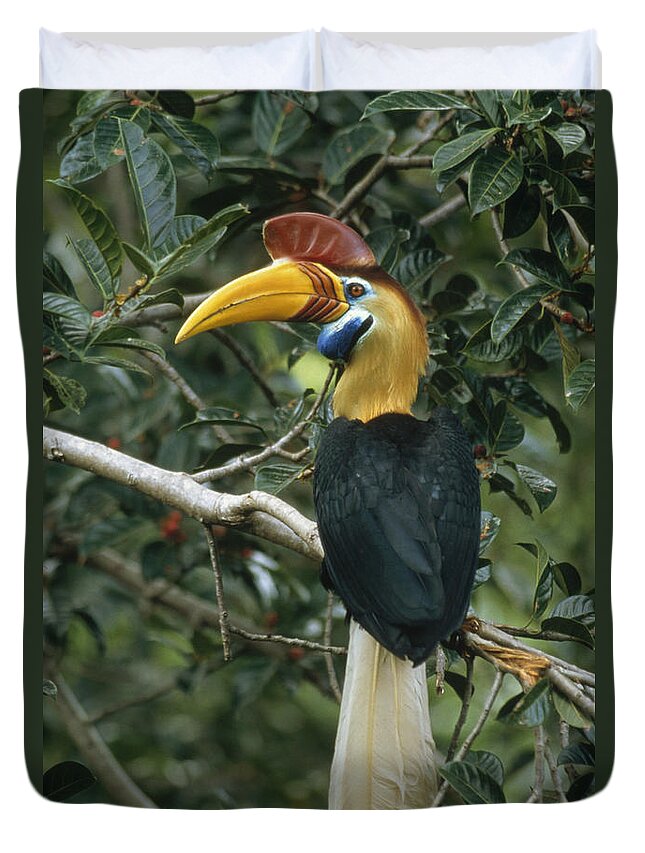 Feb0514 Duvet Cover featuring the photograph Sulawesi Red-knobbed Hornbill Male by Mark Jones