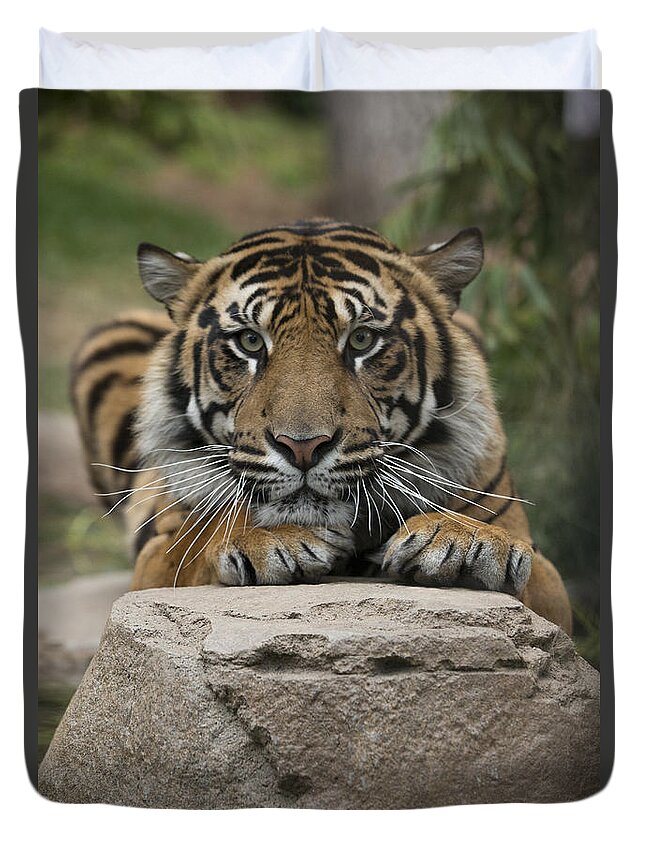 San Diego Zoo Duvet Cover featuring the photograph Sumatran Tiger by San Diego Zoo