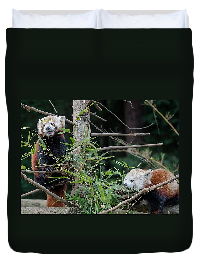 Red Pandas Duvet Cover featuring the photograph Sumo and Mohu at Lunch by Greg Nyquist