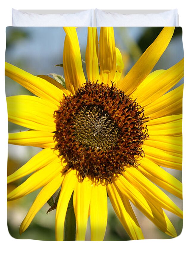  Duvet Cover featuring the photograph Sun Flower by James Gay