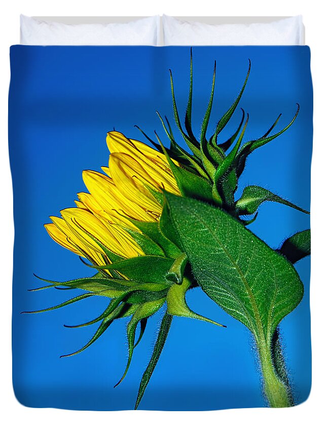 Photography Duvet Cover featuring the photograph Sunflower Awakening by Kaye Menner