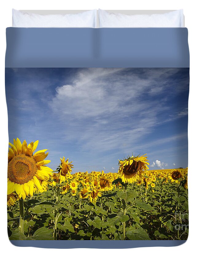 Sunflower Duvet Cover featuring the photograph Sunflower Field by Dennis Hedberg