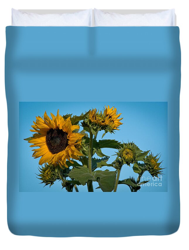 Sunflower Duvet Cover featuring the photograph Sunflower Morning by Cheryl Baxter