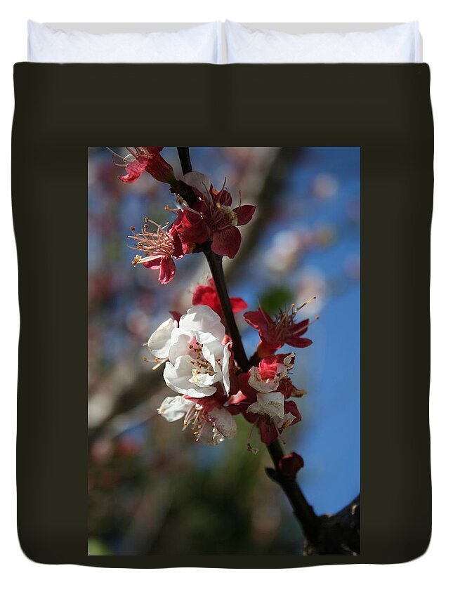 Apricot Blossom Duvet Cover featuring the photograph Sunlight Embracing Apricot Blossom by Taiche Acrylic Art