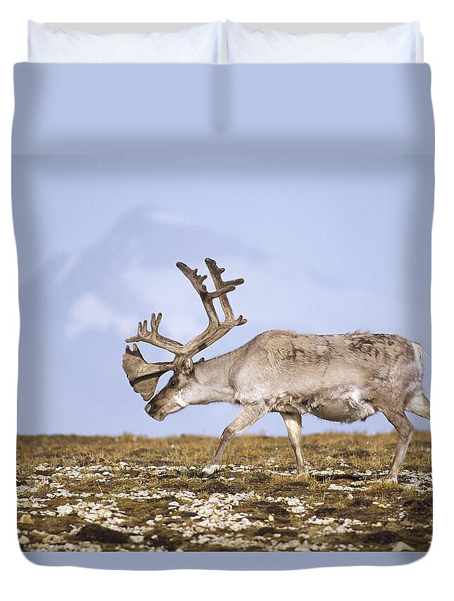 Feb0514 Duvet Cover featuring the photograph Svalbard Reindeer Bull In Summer Molt by Tui De Roy