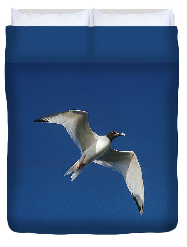 Feb0514 Duvet Cover featuring the photograph Swallow-tailed Gull Flying Galapagos by Tui De Roy
