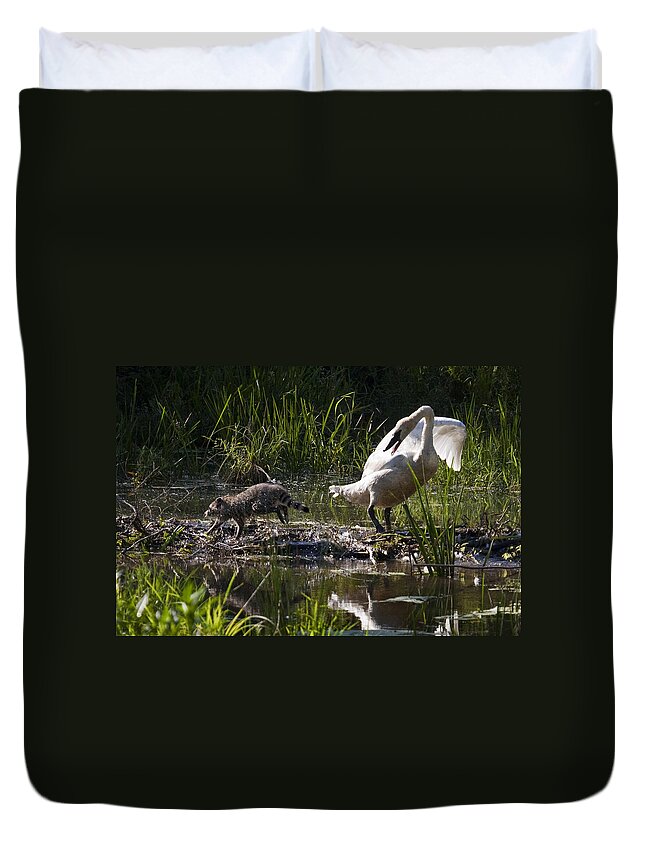 Trumpeter Swan Duvet Cover featuring the photograph Swan and Coon on Beaver Dam by Michael Dougherty