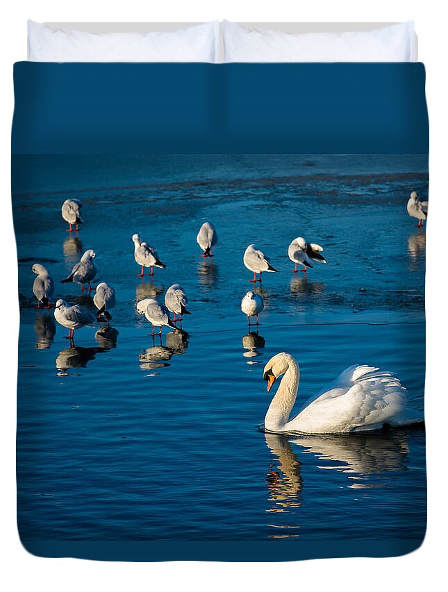 Seagulls Duvet Cover featuring the photograph Swan And Seagulls On Frozen Lake by Andreas Berthold