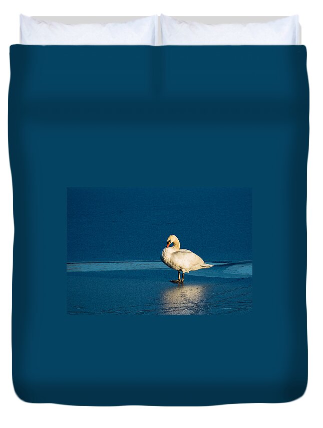 Swan Duvet Cover featuring the photograph Swan In Last Sunlight On Frozen Lake by Andreas Berthold