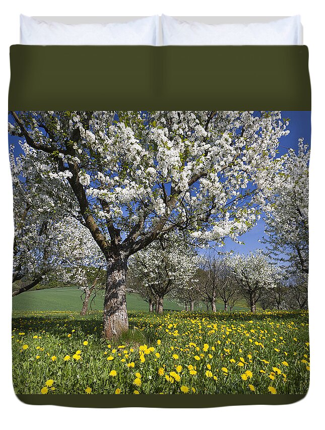 Feb0514 Duvet Cover featuring the photograph Sweet Cherry Orchard In Full Bloom by Duncan Usher