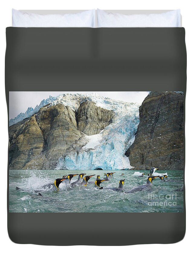 00345360 Duvet Cover featuring the photograph Swimming King Penguins And Glacier by Yva Momatiuk John Eastcott