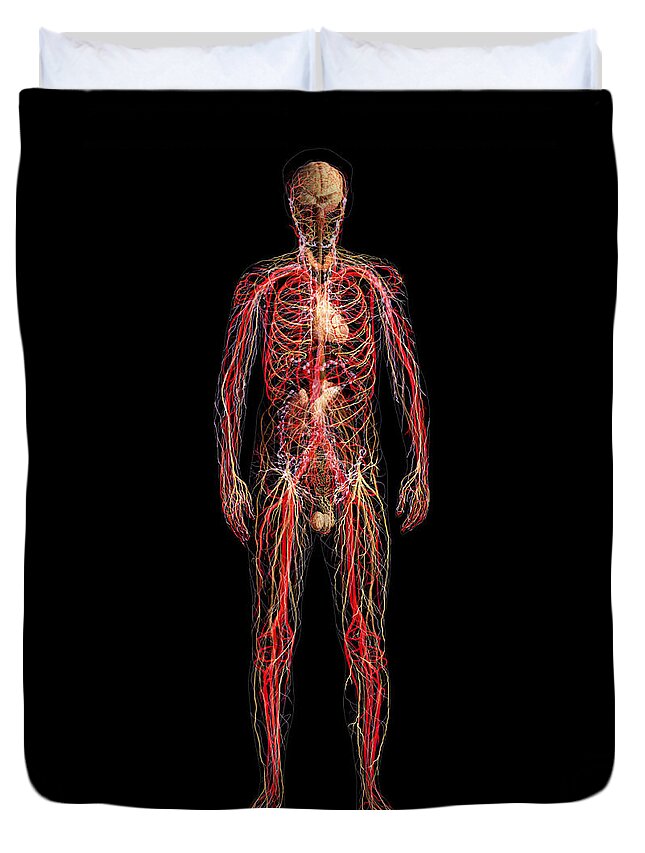 Adrenal Duvet Cover featuring the photograph Systems Of The Human Body, Male Figure by Anatomical Travelogue