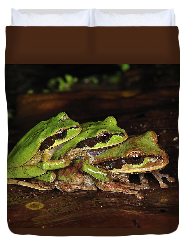 Feb0514 Duvet Cover featuring the photograph Tarraco Treefrogs In Amplexus Costa Rica by Thomas Marent