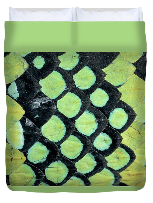 00511496 Duvet Cover featuring the photograph Temple Pit Viper Trimeresurus Wagleri by Michael and Patricia Fogden