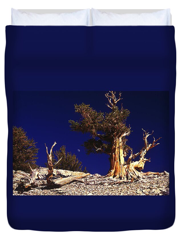 Bristlecone Duvet Cover featuring the photograph The Ancients by Paul W Faust - Impressions of Light