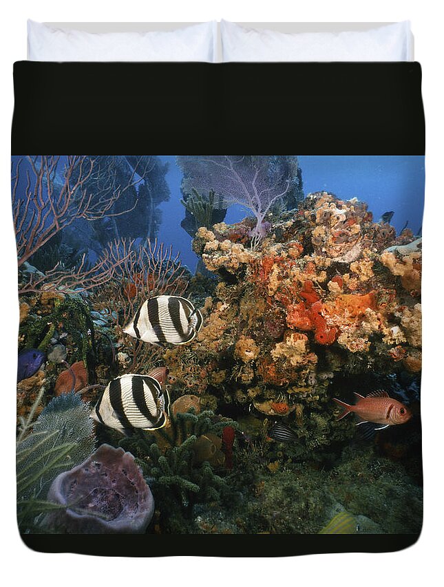 Angle Duvet Cover featuring the photograph The Butterflyfish on Reef by Sandra Edwards