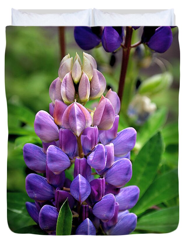 Lupin Duvet Cover featuring the photograph The Colors of Lupine by Rona Black