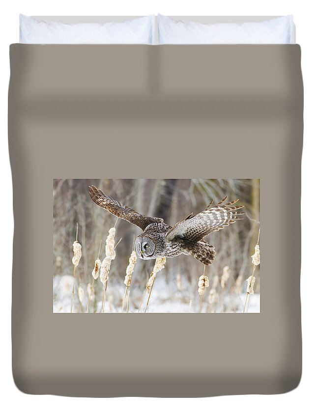 Bird Duvet Cover featuring the photograph The Great Grey Hunter by Mircea Costina Photography