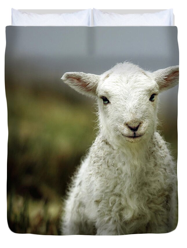 Wales Duvet Cover featuring the photograph The Lamb by Ang El