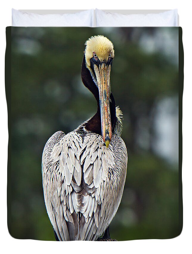 Pelican Brown Duvet Cover featuring the photograph The Look by Joan McCool