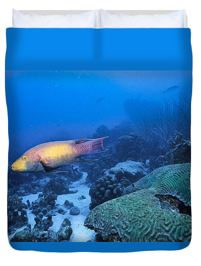 Angle Duvet Cover featuring the photograph The Spanish Hog Snapper by Sandra Edwards
