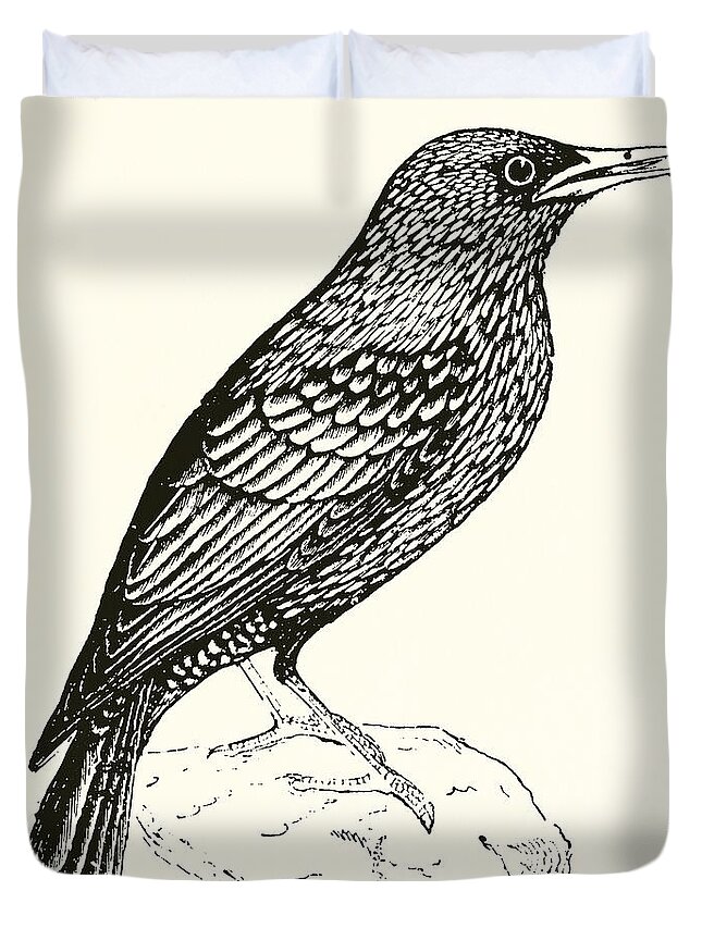 Norfolk Duvet Cover featuring the drawing The Starling by English School