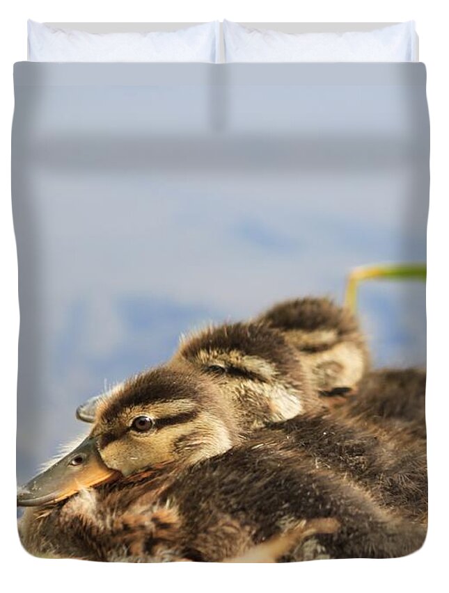 Baby Ducks Duvet Cover featuring the photograph The Three Amigos by Amy Gallagher
