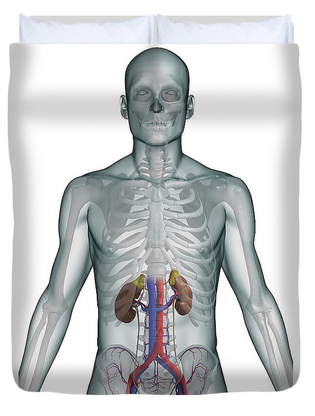 Skeleton Duvet Cover featuring the photograph The Urinary System Male by Science Picture Co