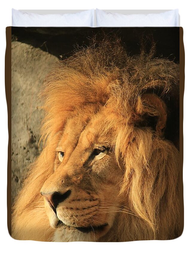 Lion Duvet Cover featuring the photograph The White Beard by Laddie Halupa
