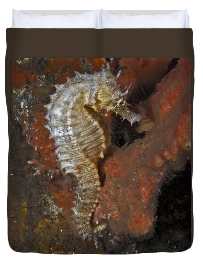 Seahorse Duvet Cover featuring the photograph The White Seahorse by Sandra Edwards