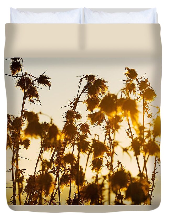 Thistle Duvet Cover featuring the photograph Thistles In The Sunset by Chevy Fleet
