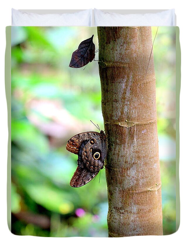 Caligo Duvet Cover featuring the photograph Three Butterflies 2 Caligo Atreus 1 Dead Leaf Butterfly by Amanda Mohler