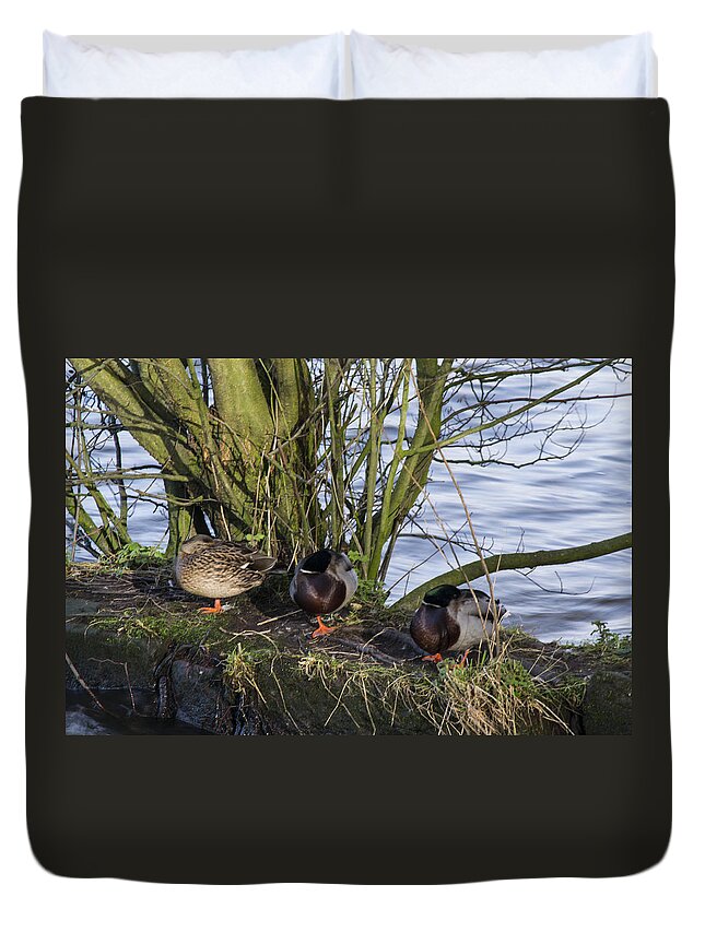  Duck Duvet Cover featuring the photograph Three In A Row by Spikey Mouse Photography