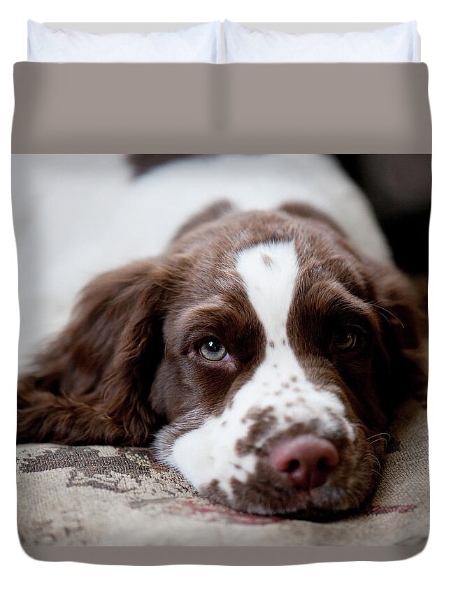Pets Duvet Cover featuring the photograph Three Month Old English Springer Spaniel by Kathy Collins