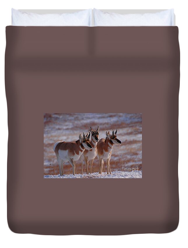 Crisp Duvet Cover featuring the photograph Three Pronghorn by Joan Wallner
