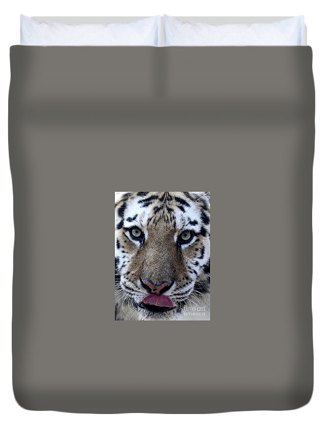 Cat Duvet Cover featuring the photograph Tiger Lick by Karol Livote