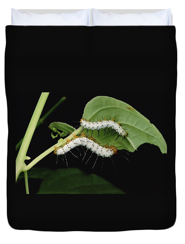 Feb0514 Duvet Cover featuring the photograph Tiger Longwing Caterpillars Peruvian by Mark Moffett