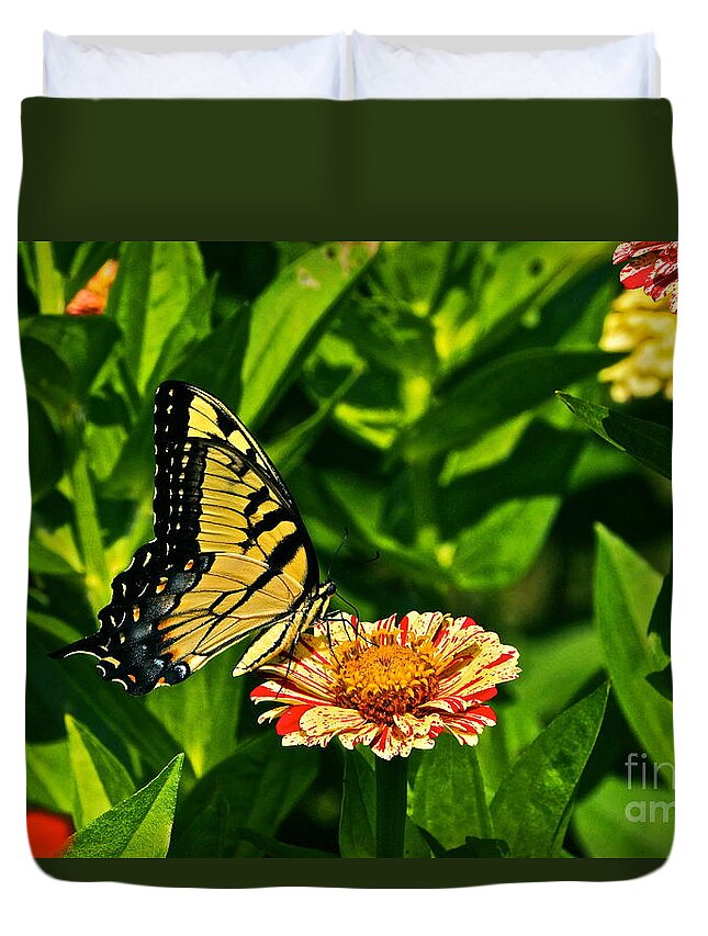 Female Tiger Swallowtail And Zinnia Duvet Cover featuring the photograph Tiger Swallowtail and Peppermint Stick Zinnias by Byron Varvarigos