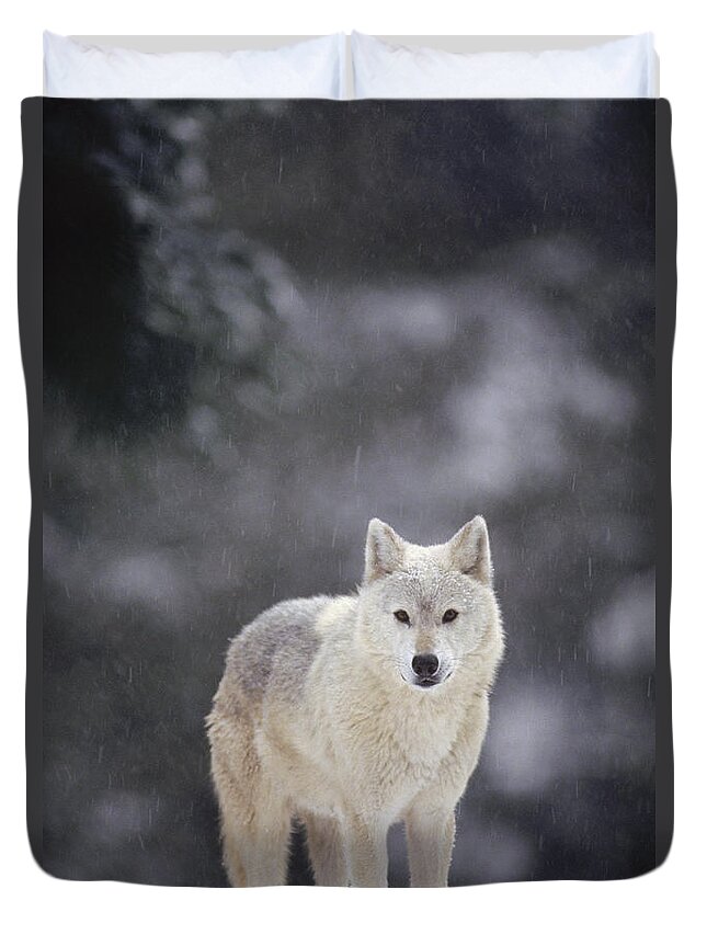 Feb0514 Duvet Cover featuring the photograph Timber Wolf In Falling Snow by Gerry Ellis