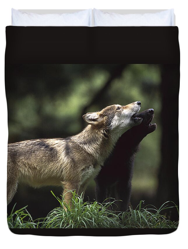 Feb0514 Duvet Cover featuring the photograph Timber Wolf Pups Howling by Gerry Ellis