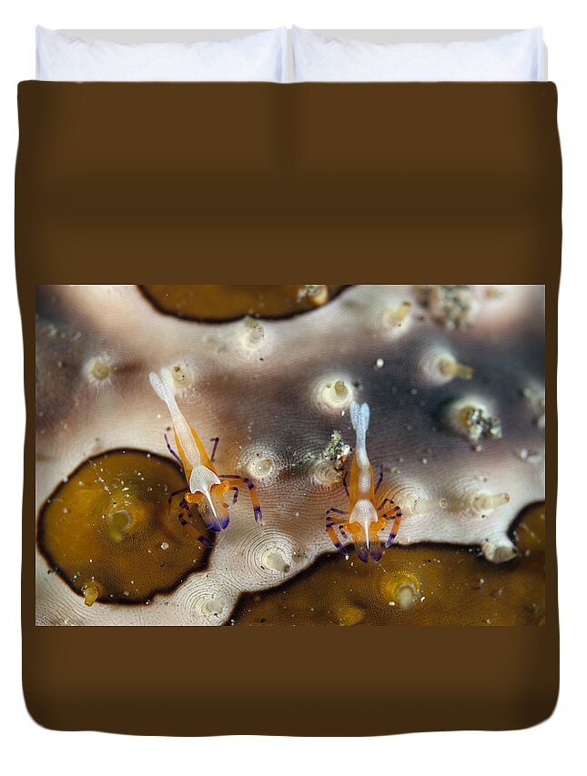 Flpa Duvet Cover featuring the photograph Tiny Imperial Shrimp On Leopard Sea by Colin Marshall