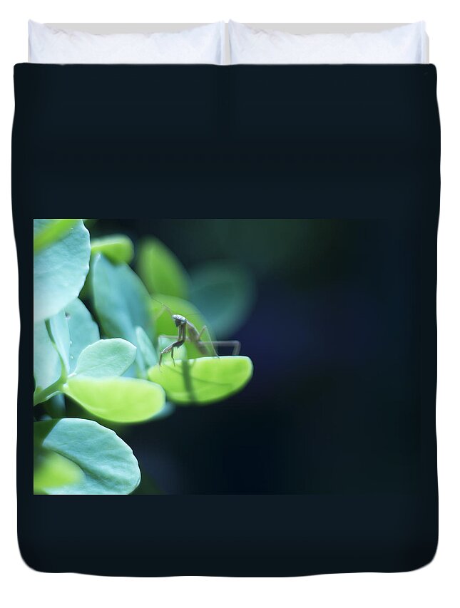Praying Mantis Duvet Cover featuring the photograph Tiny Praying Mantis on Sedum by Rebecca Sherman