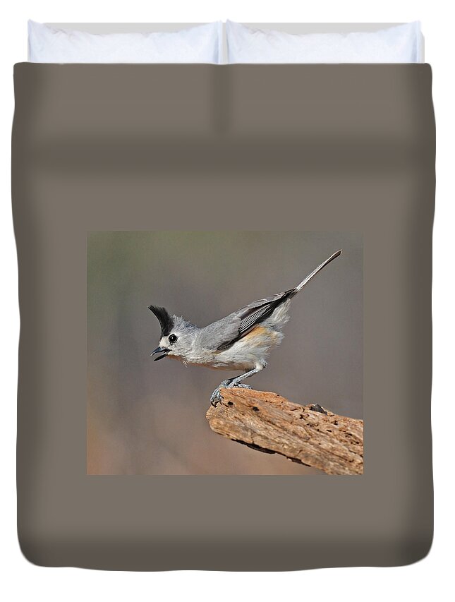 Titmouse Duvet Cover featuring the photograph Titmouse Preparing For Takeoff by Dave Mills